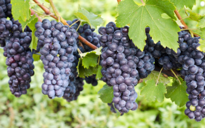The 3 “B”s of Piedmont Wines: Barolo, Barbaresco, and Barbera