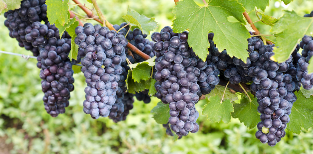The 3 “B”s of Piedmont Wines: Barolo, Barbaresco, and Barbera